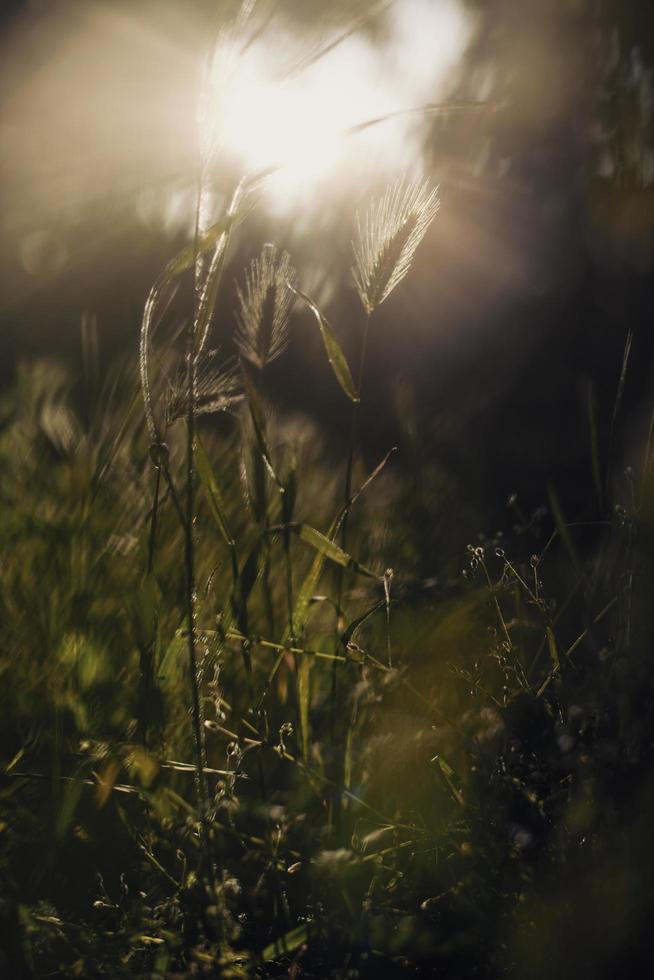 Sonnenlicht auf wildem Gras foto