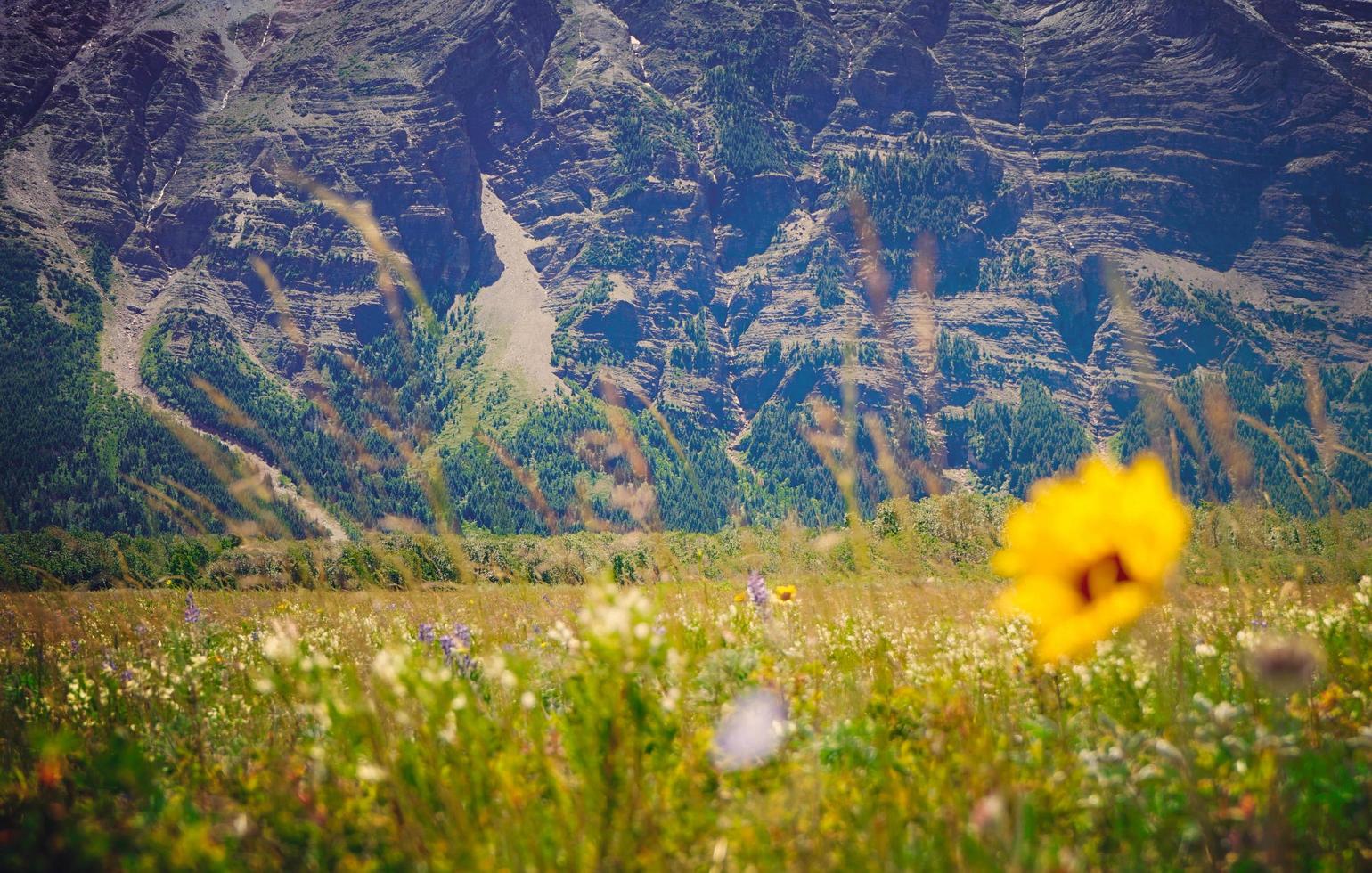 gelbe Blütenblattblume auf Grasfeld foto
