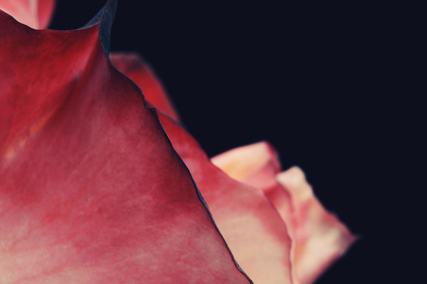 rosa Rose auf schwarzem Hintergrund foto