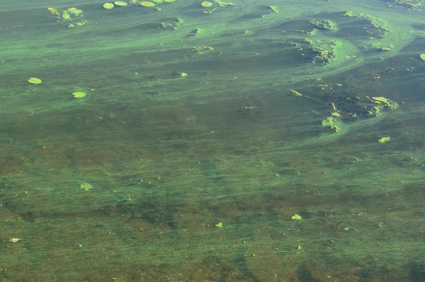 die Oberfläche eines alten Sumpfes, der mit Wasserlinsen und Lilienblättern bedeckt ist foto