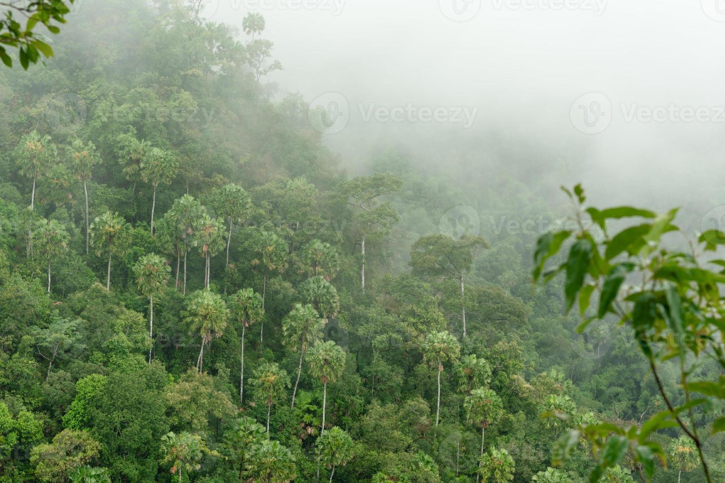 der nebel am grünen berg am morgen. am frühen morgen in den thailändischen bergen. foto