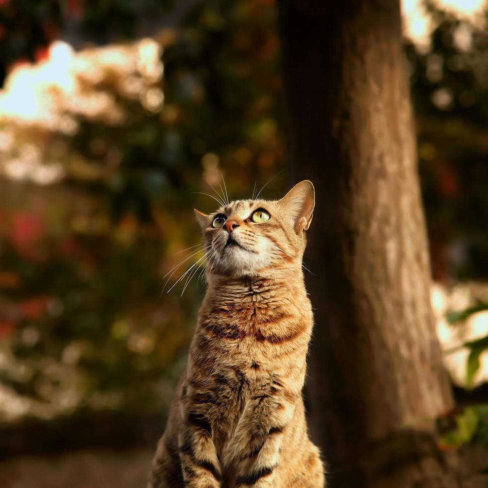 Tabby Katze schaut auf foto