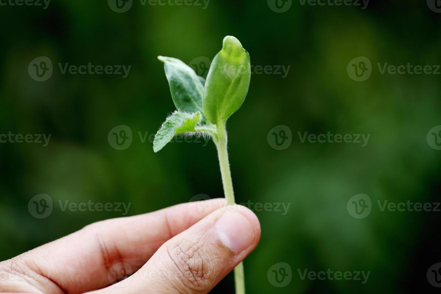 junge Pflanze in Händen foto