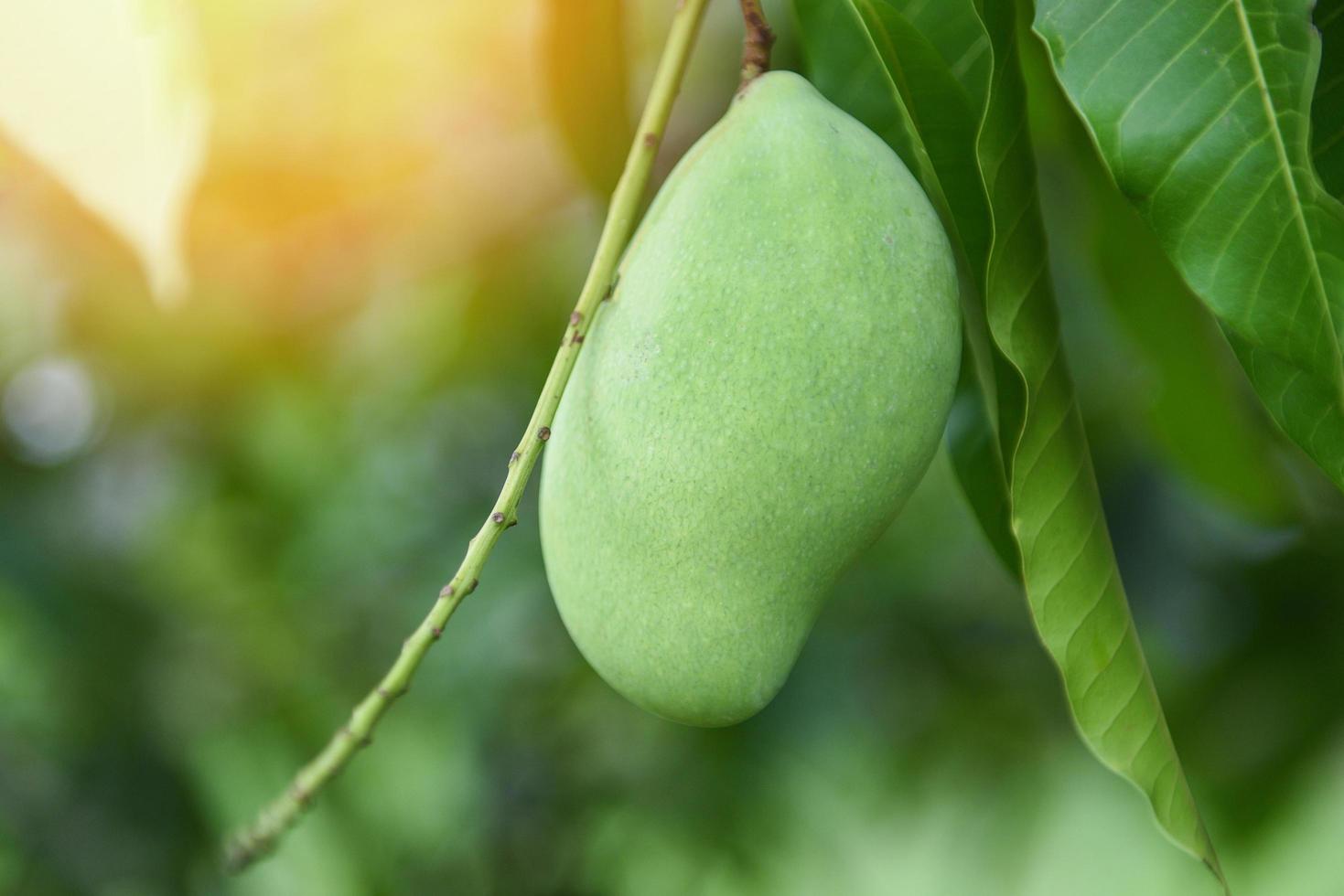 Rohe Mango, die am Baum mit Blatthintergrund im Sommerobstgarten hängt - grüner Mangobaum foto