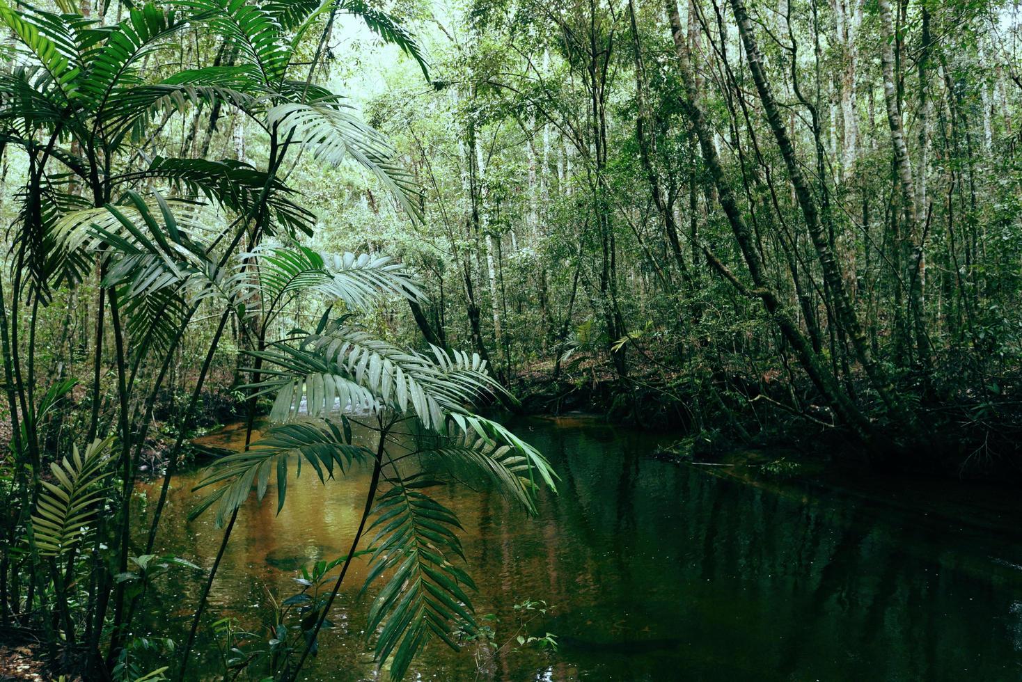 tiefer Waldfluss mit grünem Pflanzenbaum und Palmblättern natürlicher grüner Dschungel - Blatt schön im Regenwald foto