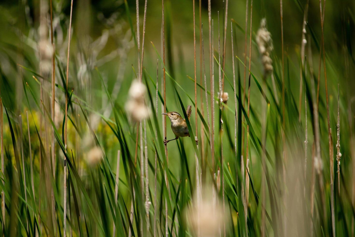 Vogel thront auf Pflanzen foto