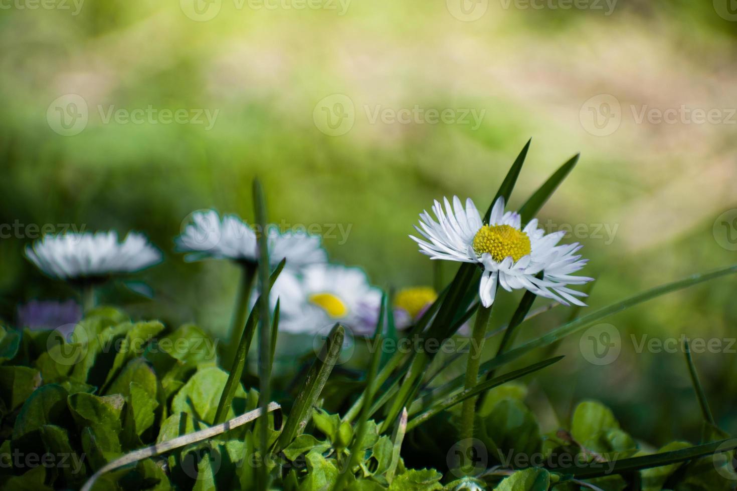 Weißes Gänseblümchen auf der grünen Wiese. Gänseblümchenblume - wilde Kamille. weiße Gänseblümchen im Garten. bellis perennis. foto