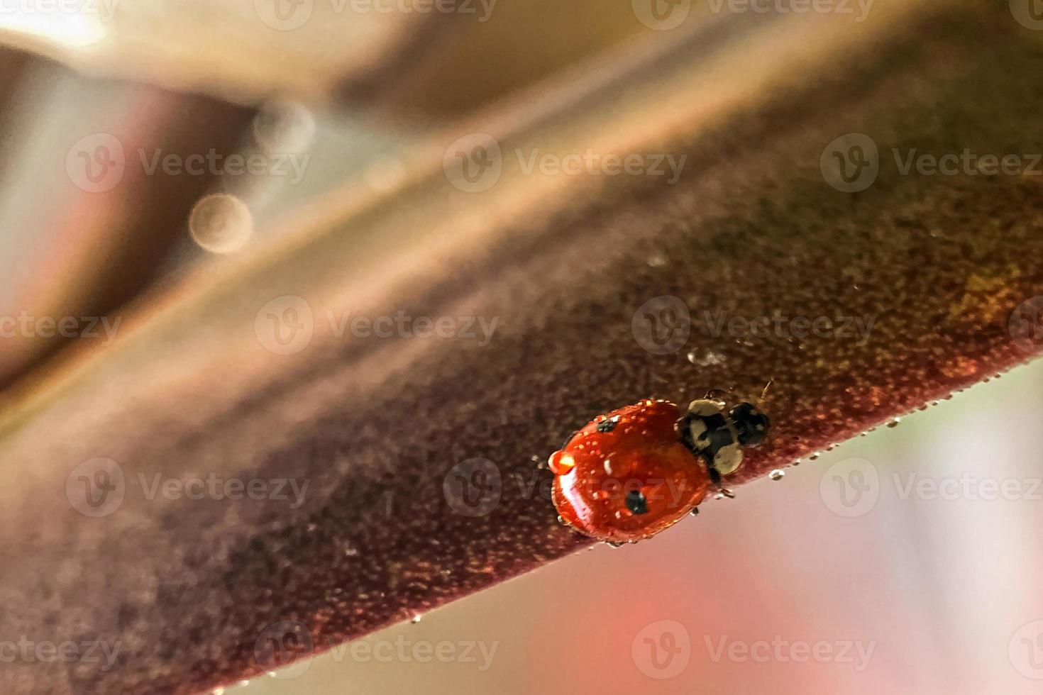 roter Marienkäfer auf den grünen Blättern der Pflanze. Makrofotografie. nach dem Regen foto