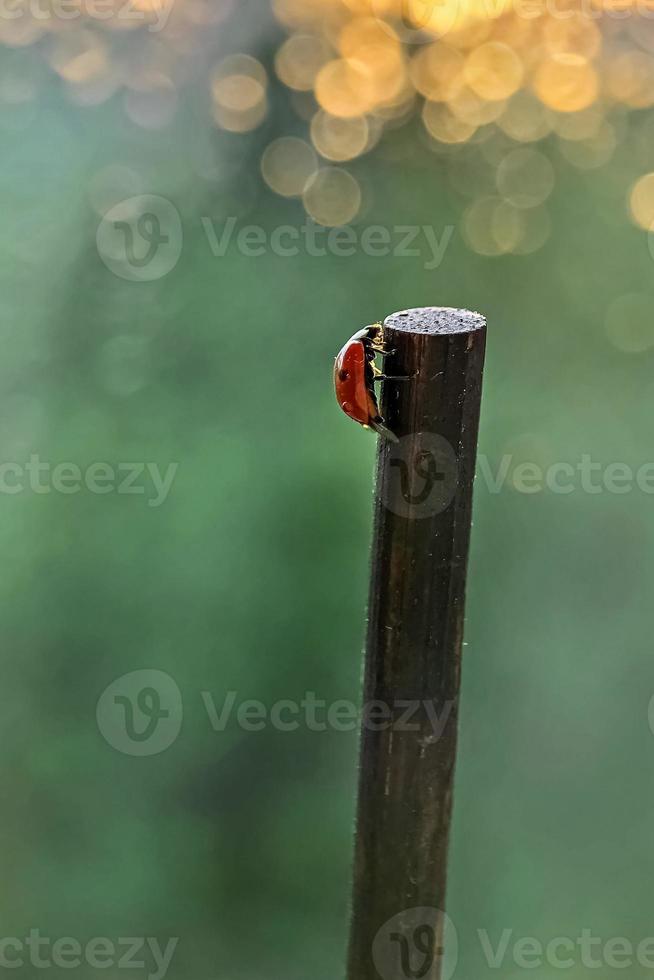 Ein roter Marienkäfer kriecht auf einem Stock in Richtung der Sonnenuntergangsstrahlen. bokeh. Makrofotografie. nach dem Regen foto