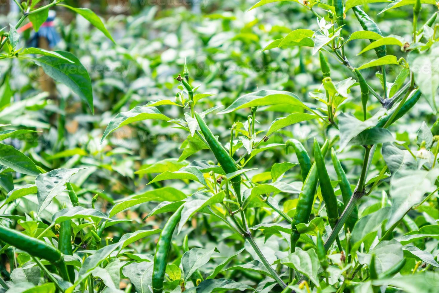 Chilischotenpflanze im Biogarten foto