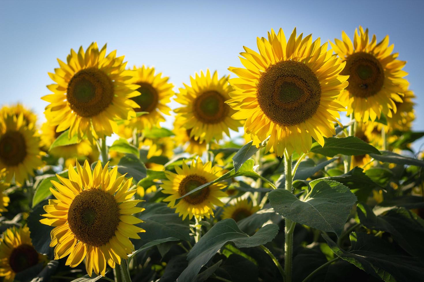 gelbe Sonnenblumen in voller Blüte foto