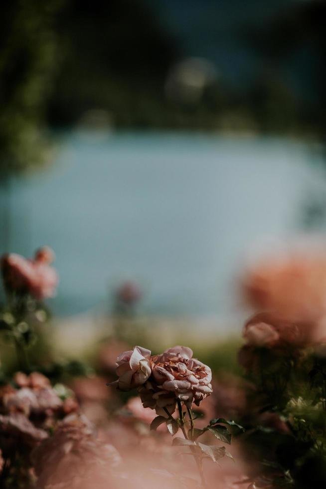 rosa Blumen im Feld foto