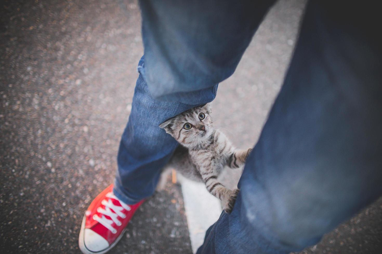 Katze auf den Beinen der Person mit Jeans und Tennisschuhen foto