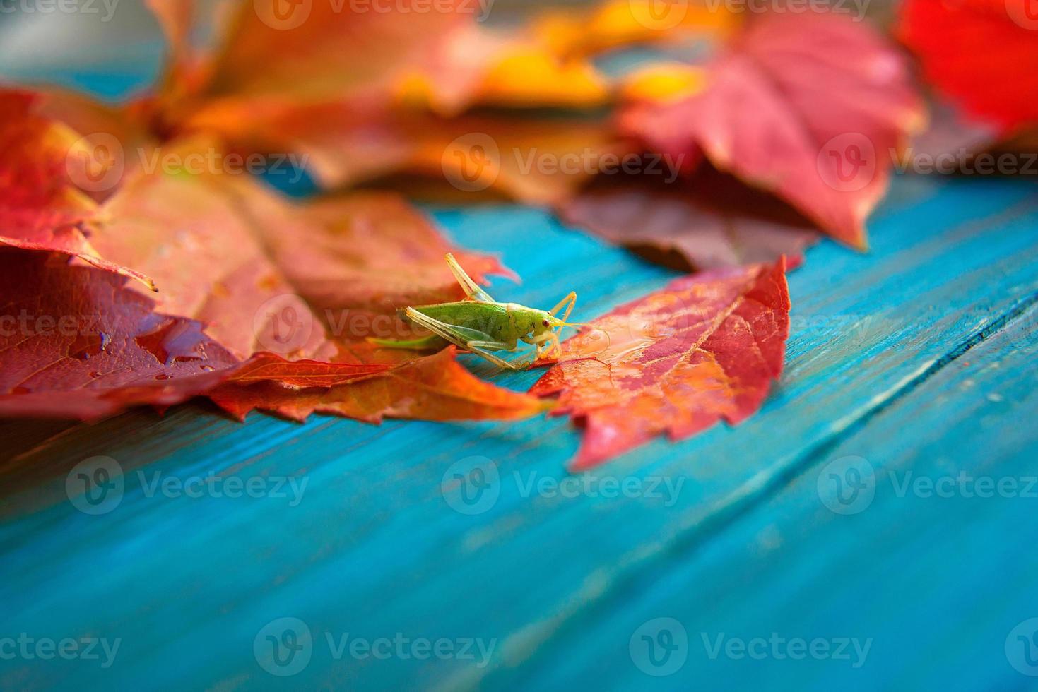 Heuschrecke in den bunten Herbstblättern auf blauem und braunem Holzhintergrund foto