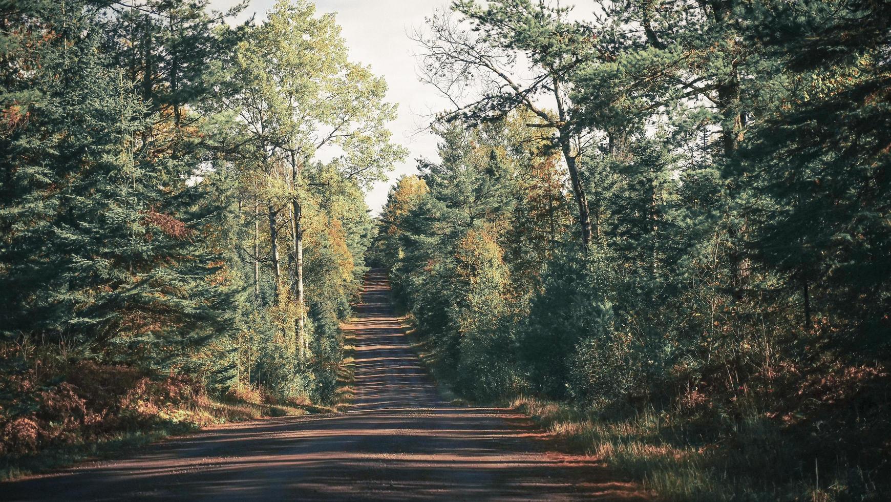 graue Fahrbahn zwischen Bäumen foto