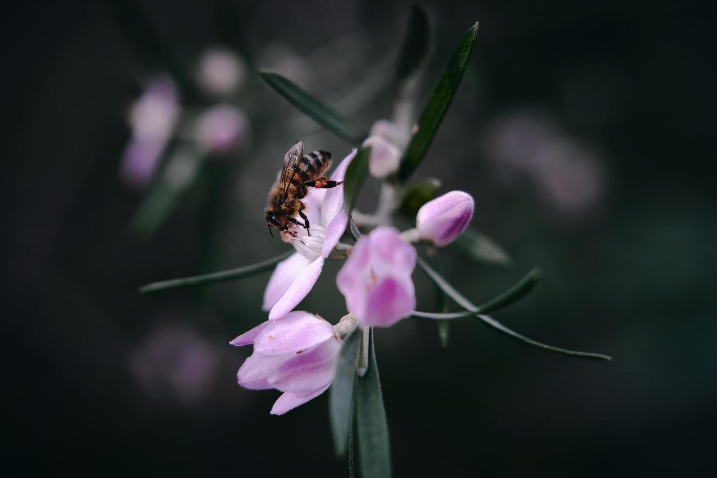die Biene und die Blume foto