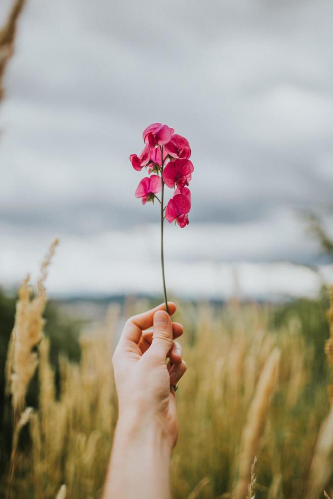 Person, die rosa Mottenorchidee hält foto