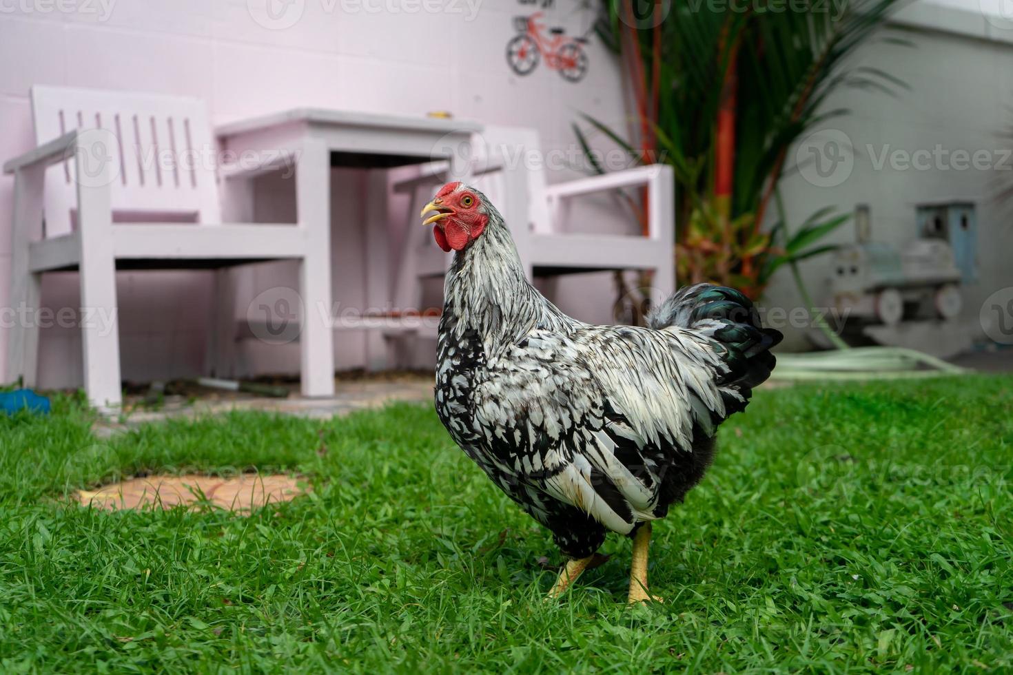 Weißes Wyandotte-Huhn auf der Wiese foto