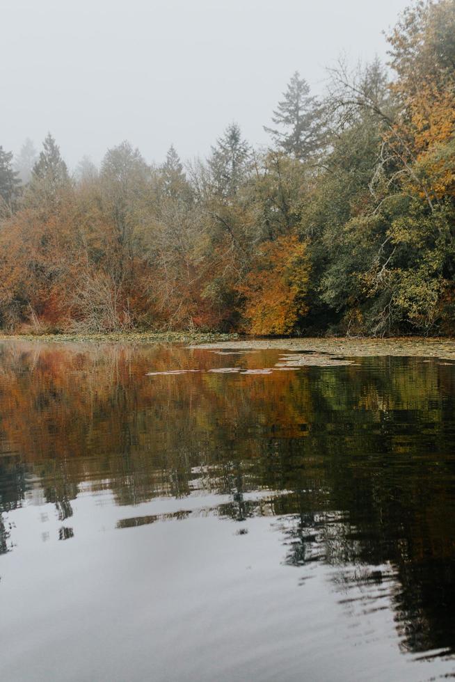 Bäume an einem See foto