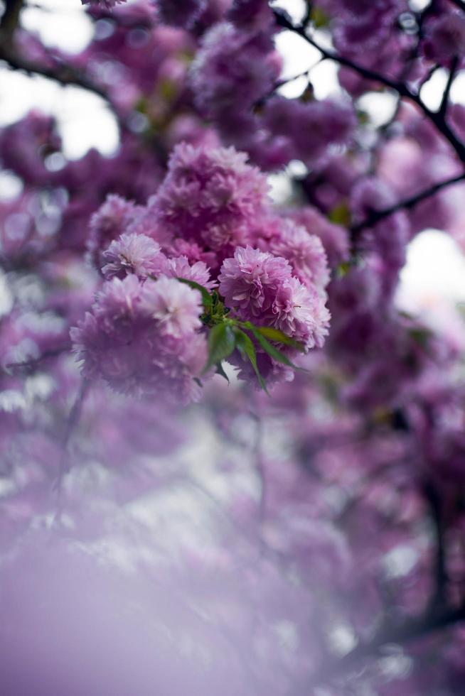 selektives Fokusfoto von Blüten mit violetten Blütenblättern foto