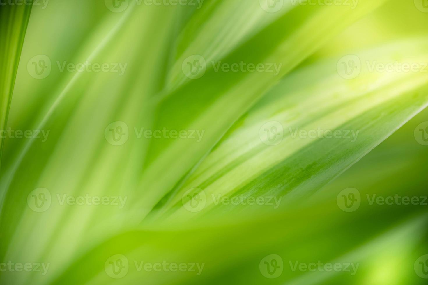 Nahaufnahme der frischen Naturansicht des grünen Blattes auf unscharfem grünem Hintergrund im Garten. natürliche grüne Blätter Pflanzen, die als Deckblatt für den Frühlingshintergrund verwendet werden, Grün, Umwelt, Ökologie, lindgrüne Tapete foto