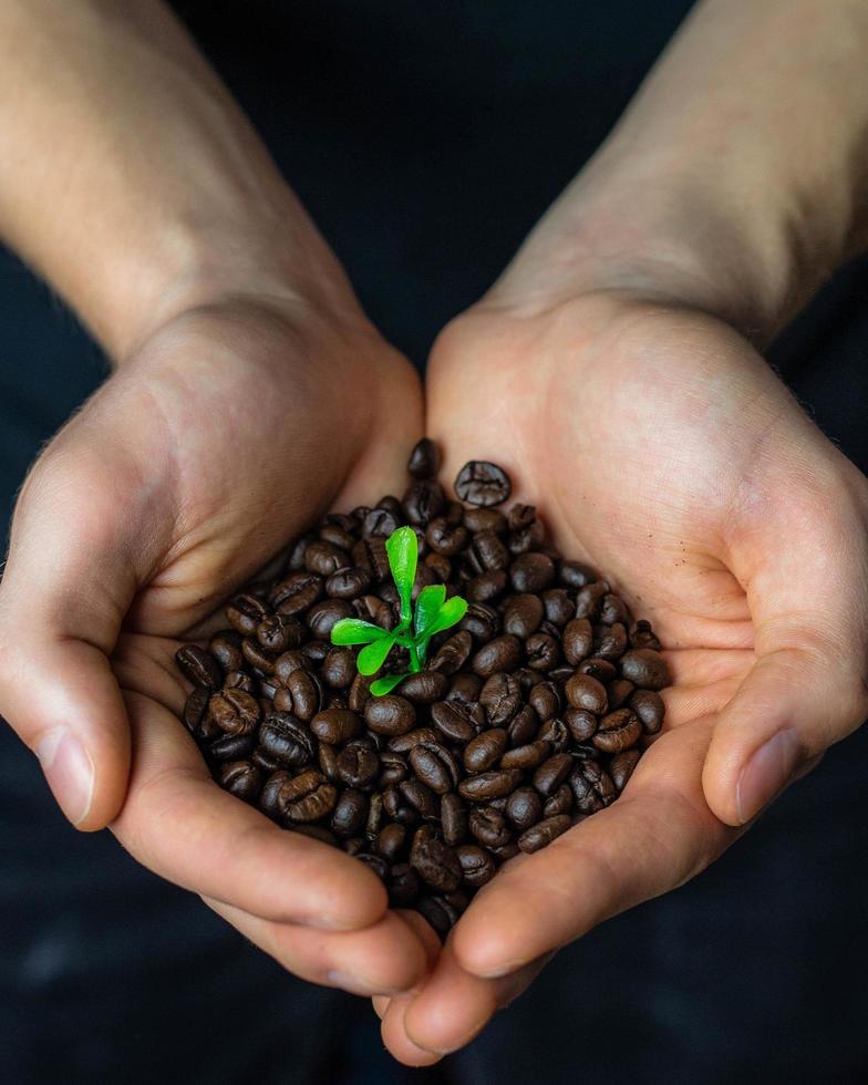 Bündel Kaffeebohnen foto