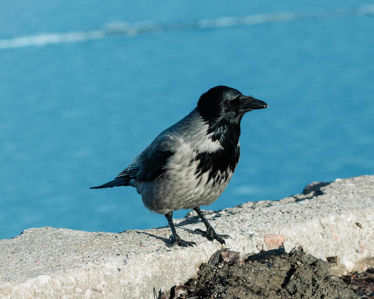 schwarzer und grauer Vogel foto