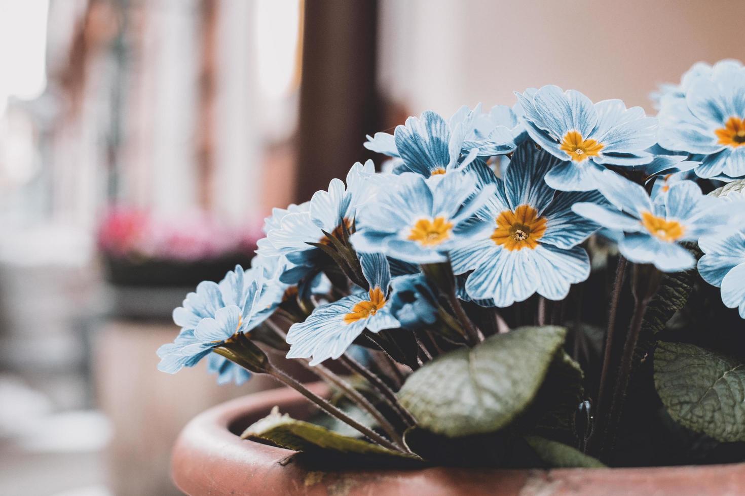 Nahaufnahme der blauen Blumen im Topf foto