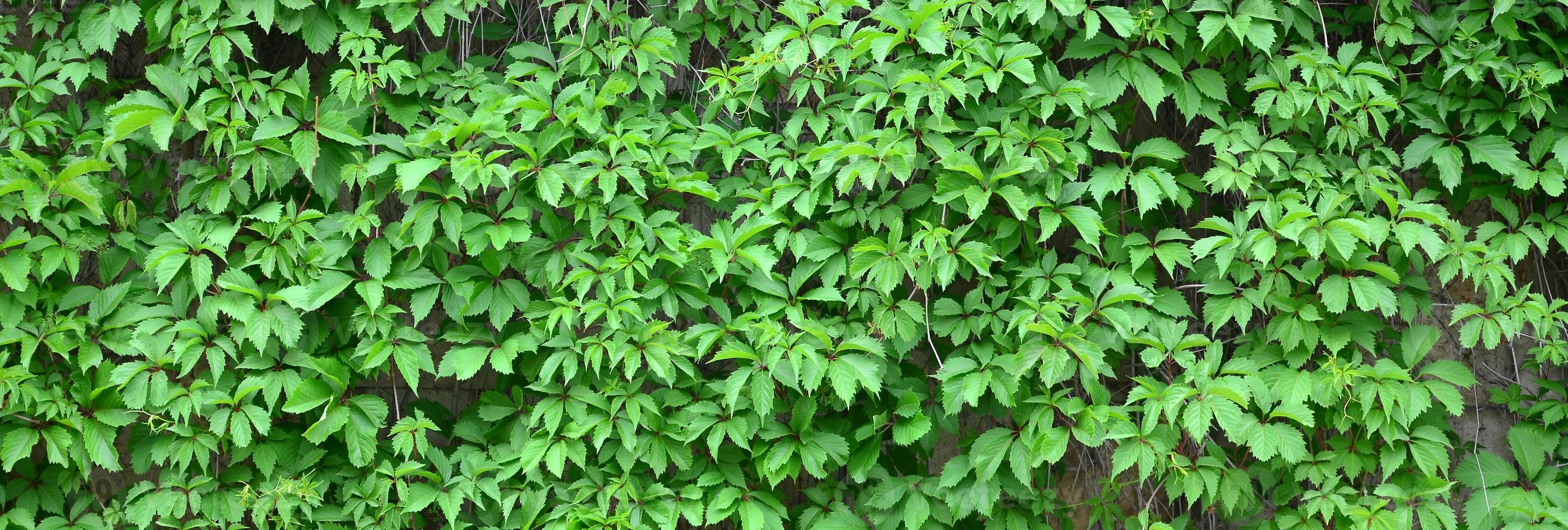 Grüner Efeu wächst entlang der beigen Wand aus bemalten Fliesen. Textur von dichtem Dickicht aus wildem Efeu foto