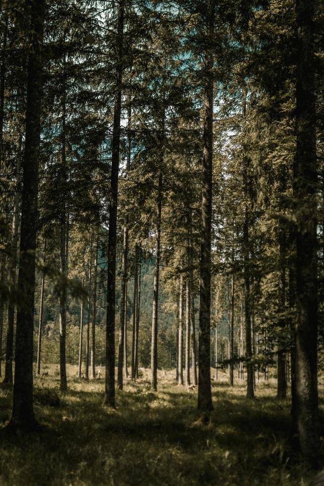 grüne und braune Bäume tagsüber foto