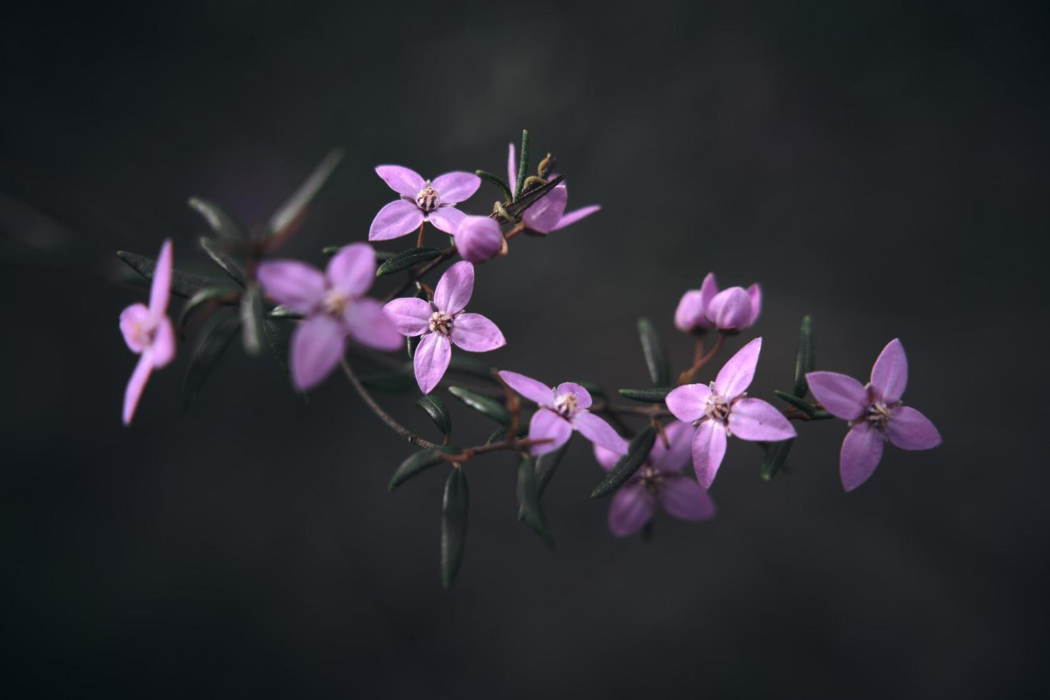Makrofotografie von Blumen foto