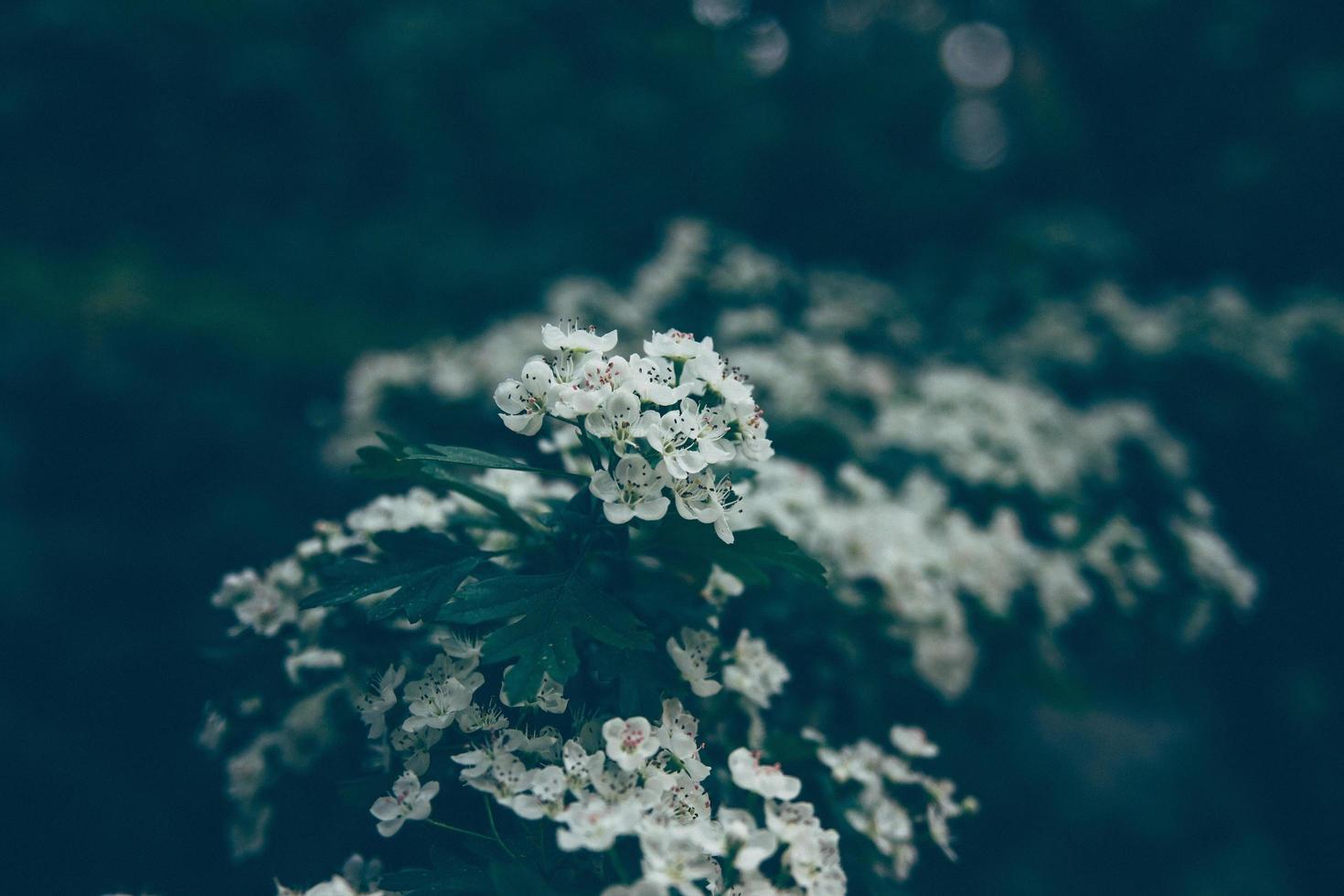 Gruppe von weißen Blumen foto