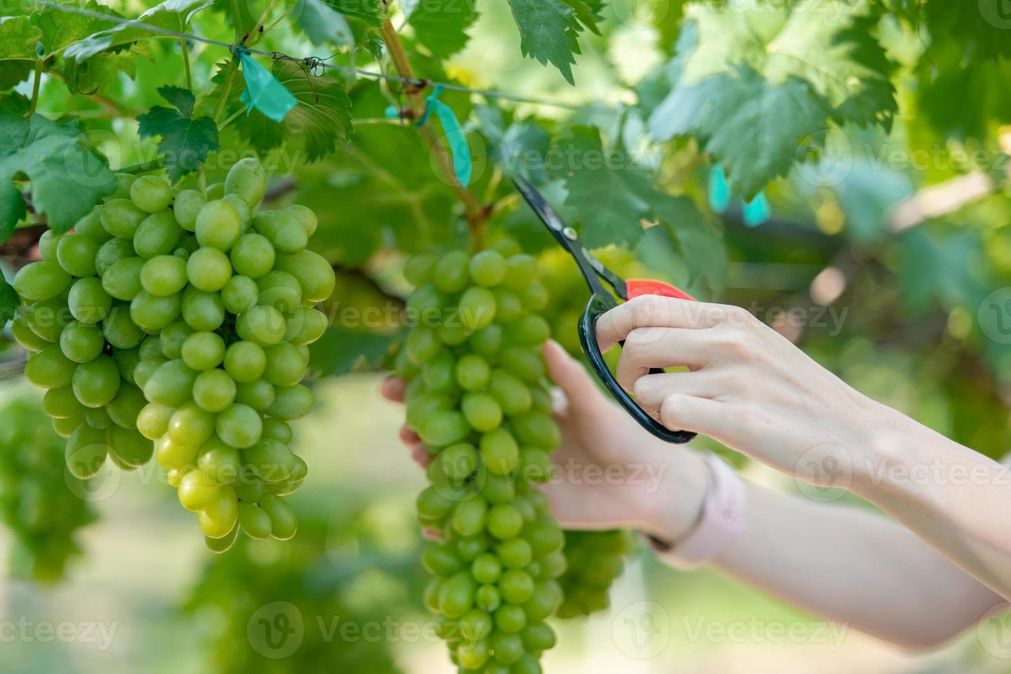 Frauenhand erntet Trauben im Freien im Weinberg. foto