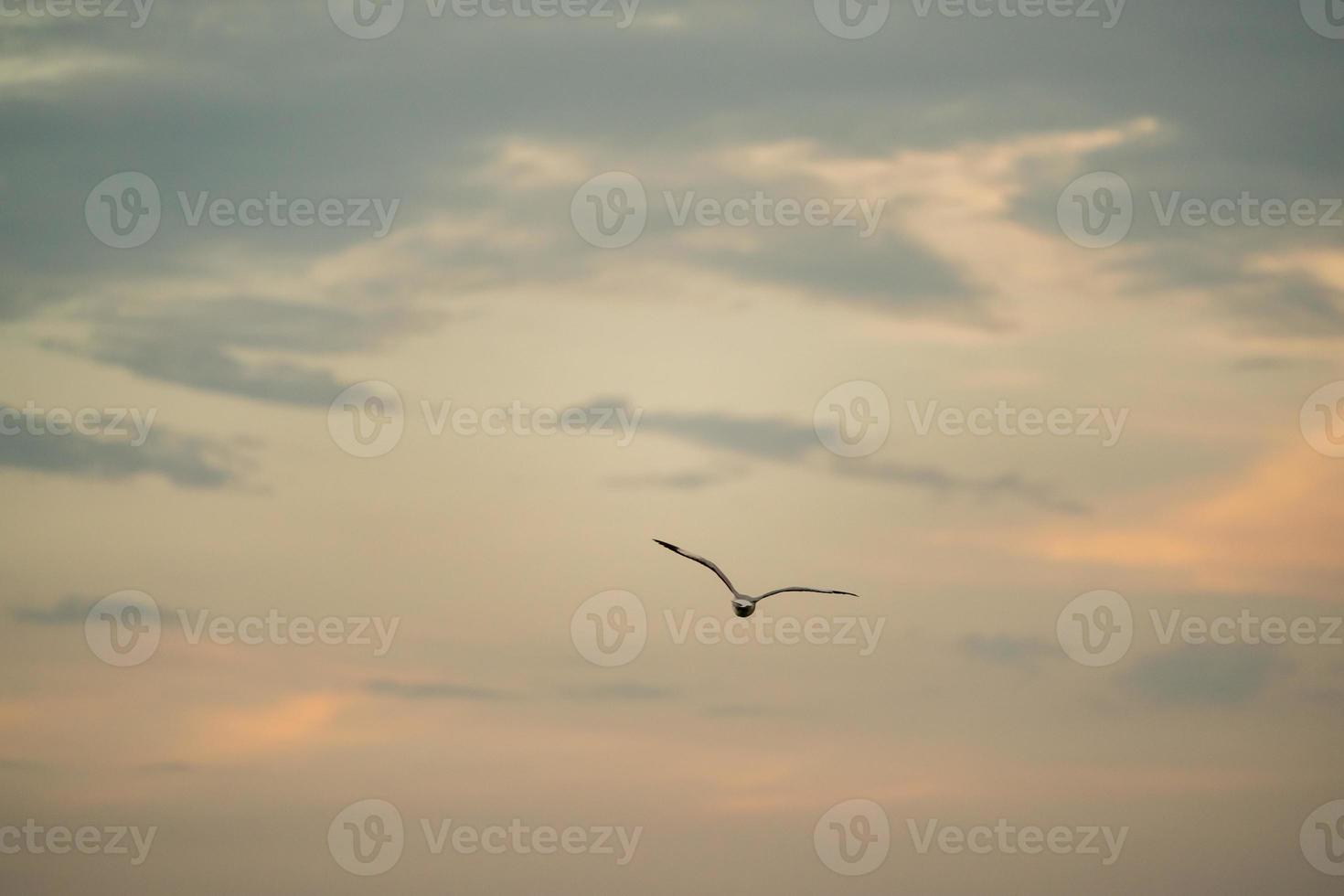 Möwe fliegt am bewölkten Himmel. foto