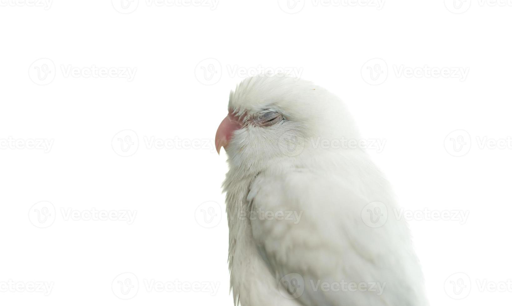 winziger weißer Papageiensittich forpus Vogel, weißer Isolationshintergrund. foto