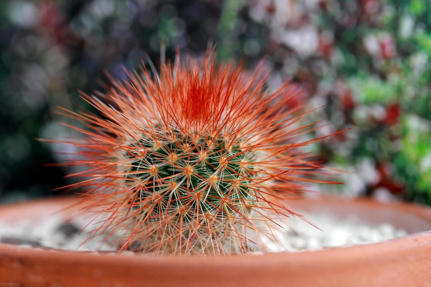 stacheliger roter Kaktus foto