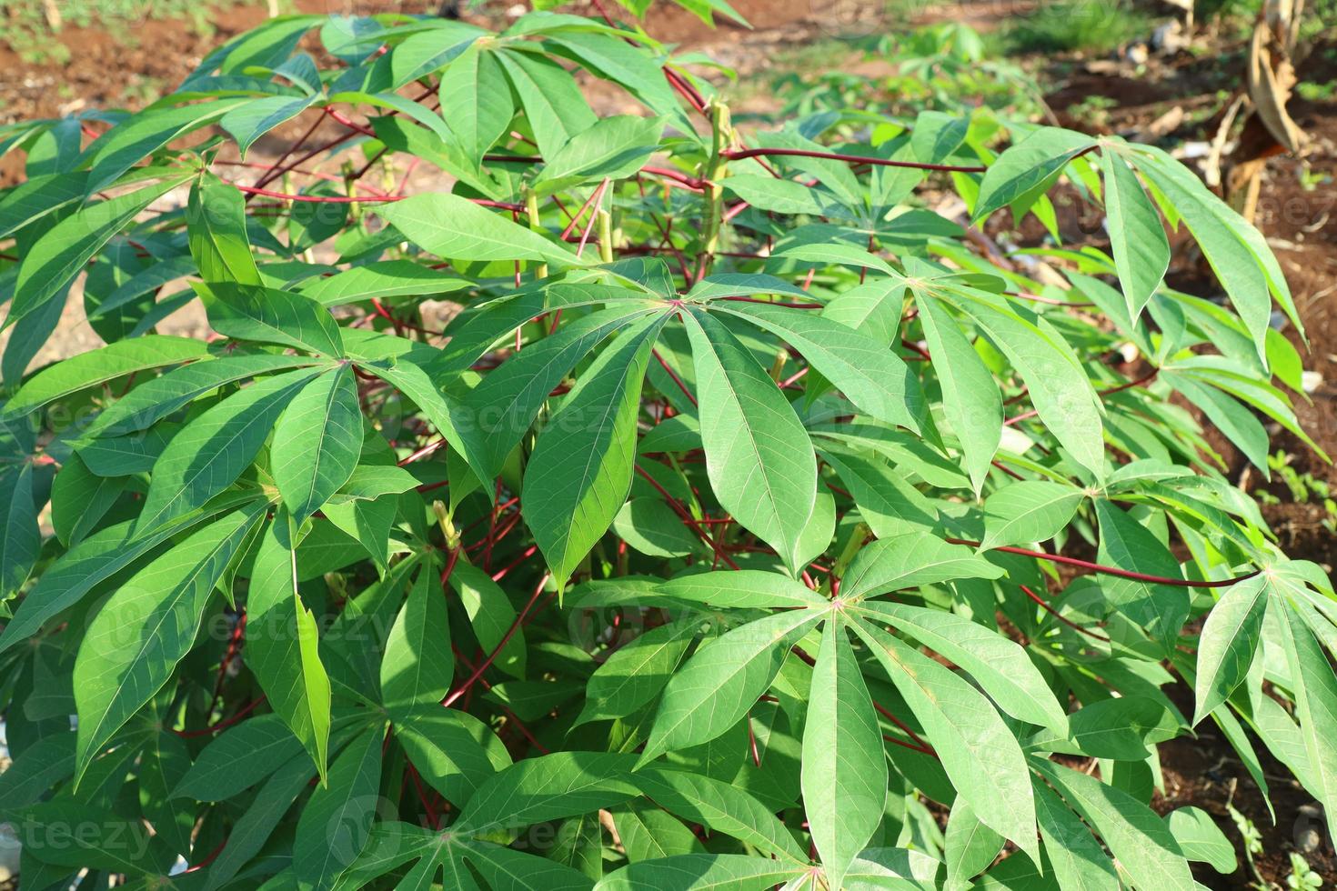 die sattgrünen Blätter der Maniokpflanze foto