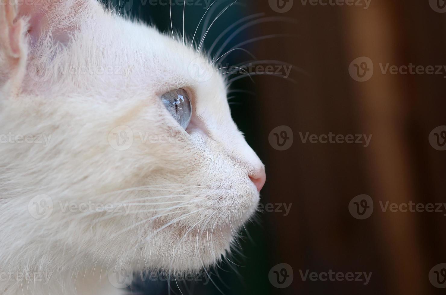Reinweiße Katze mit türkisblauen Augen und rosa defekten Ohren foto