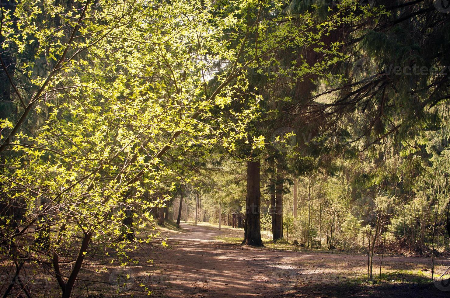 ein breiter touristischer Waldweg an einem klaren sonnigen Tag foto