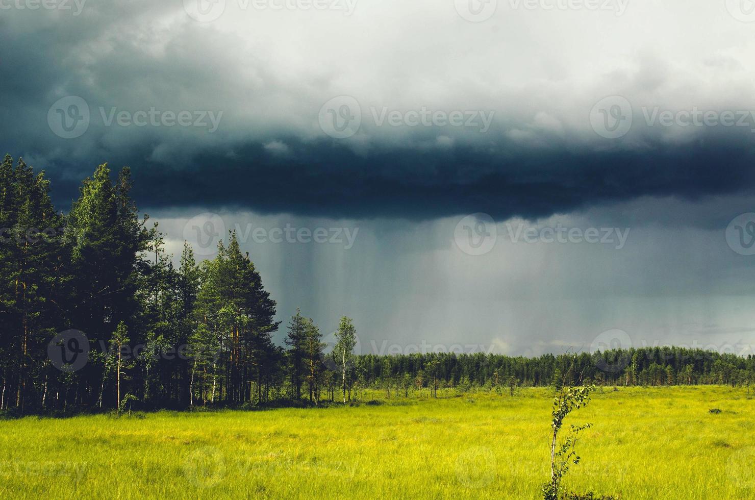 Gewitterwolke und Regen über dem Wald hinter den von der Sonne beleuchteten Sümpfen foto