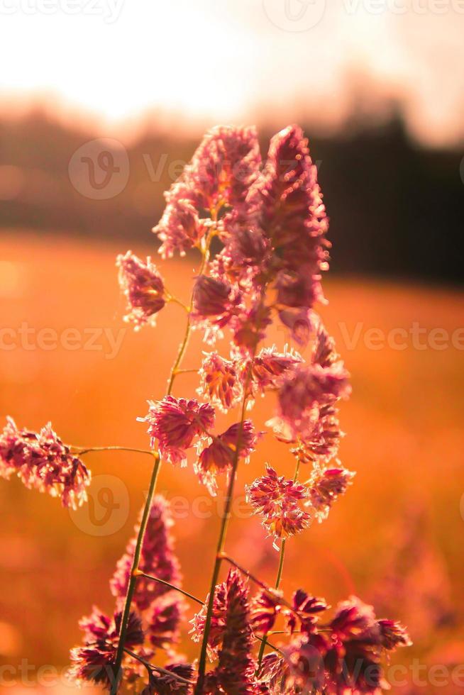 Blumenunkraut, das im Hintergrund vor einem verschwommenen Wiesenhintergrund dem Abendsonnenlicht ausgesetzt ist, orangefarbenes Foto. foto