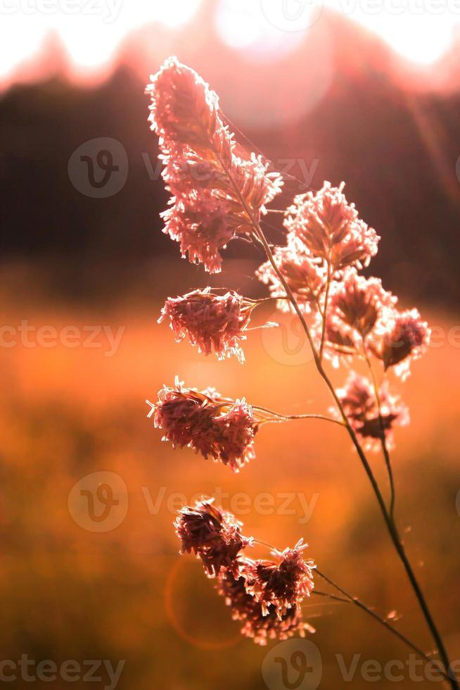 Blumenunkraut, das im Hintergrund vor einem verschwommenen Wiesenhintergrund dem Abendsonnenlicht ausgesetzt ist, orangefarbenes Foto. foto