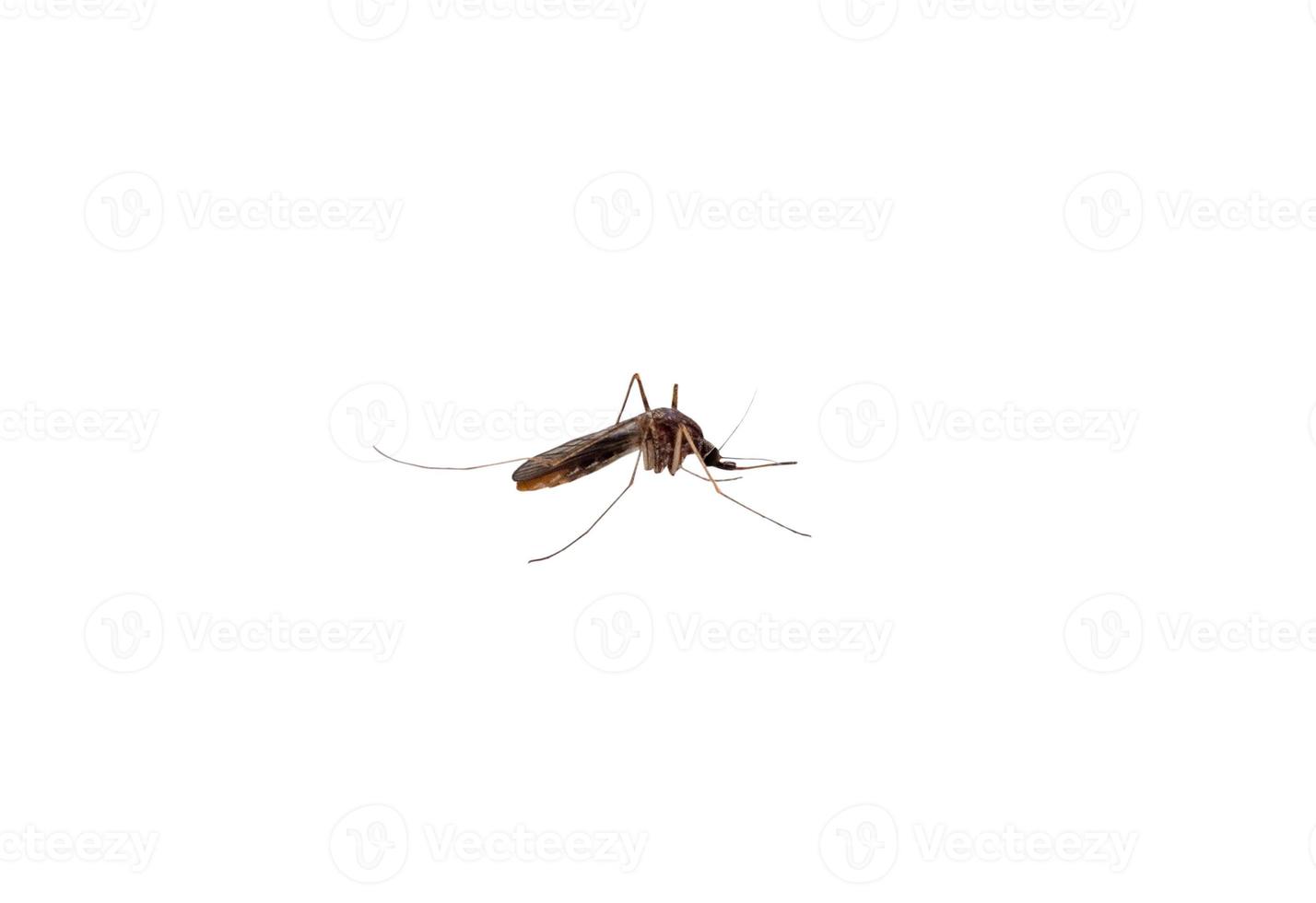 Mücke lokalisiert auf weißem Hintergrund foto