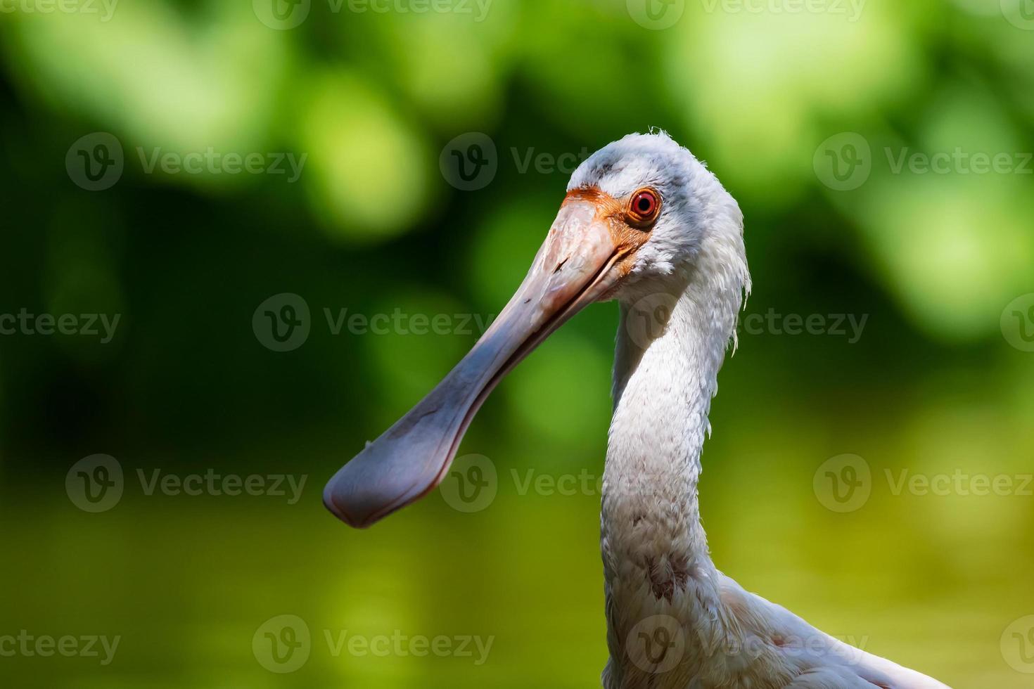 Löffler. Vogel und Vögel. Wasserwelt und Fauna. Tierwelt und Zoologie. foto