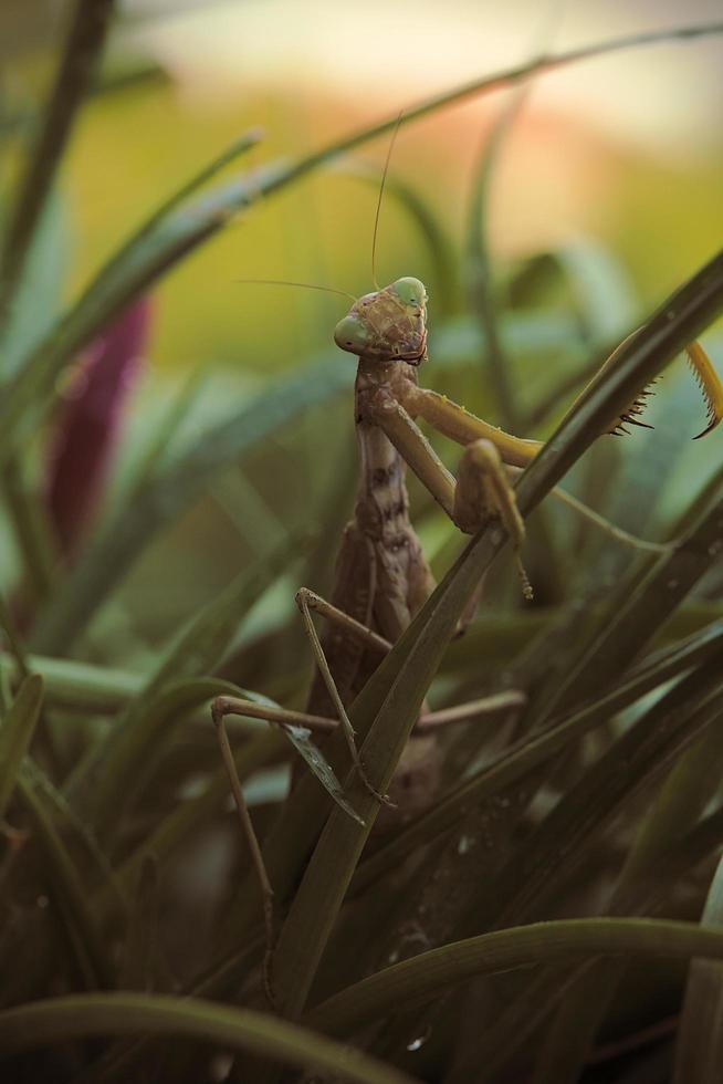 Makro der Gottesanbeterin foto