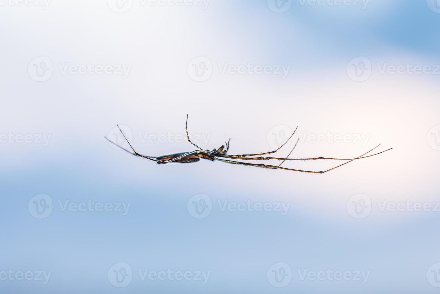 Spinne verkehrt herum auf einem Netz foto