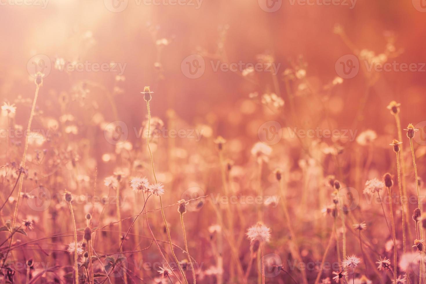 Wiesenblumen, schöner frischer Morgen in weichem, warmem Licht. verschwommener natürlicher hintergrund der weinleseherbstlandschaft. foto