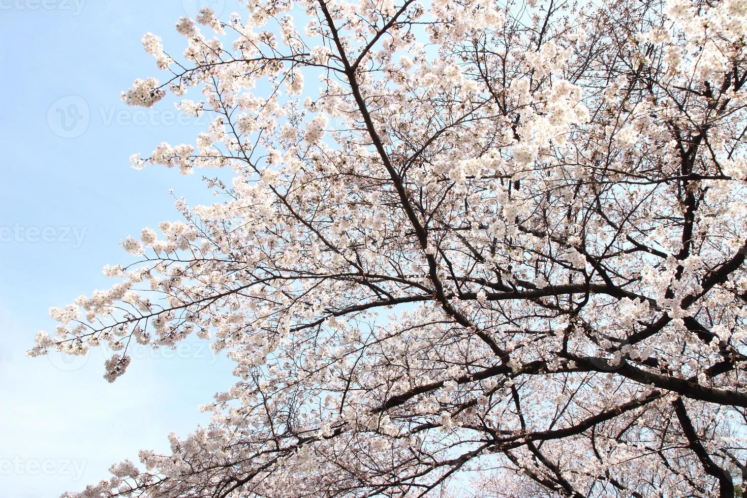 Kirschblüte - Sakura foto