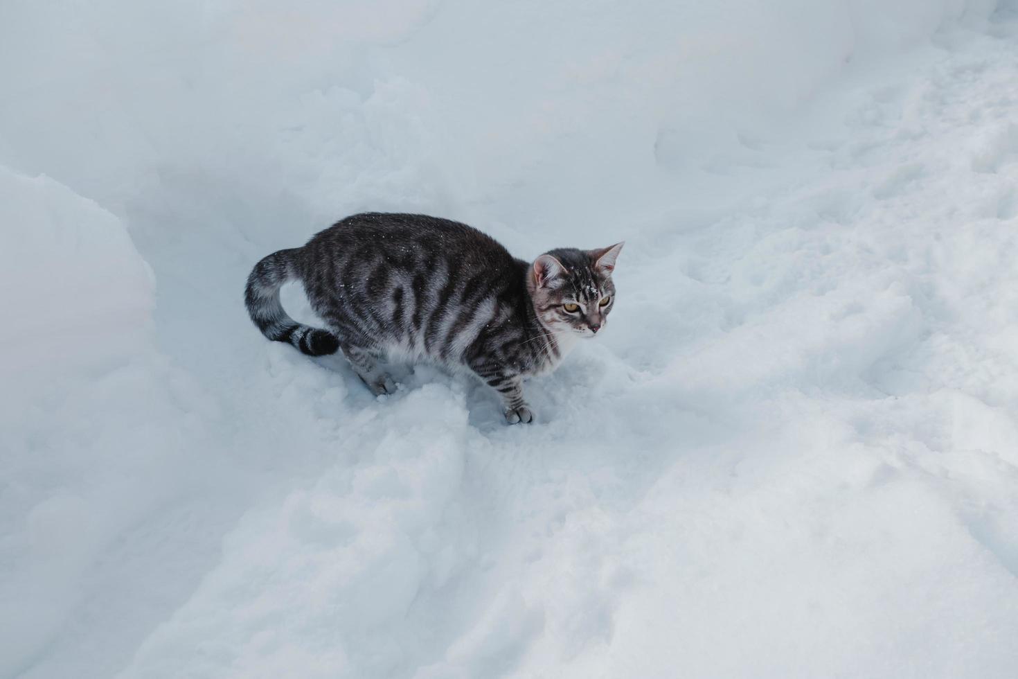 Katze im Schnee. Gestreifte Katzenjagd im Schnee foto