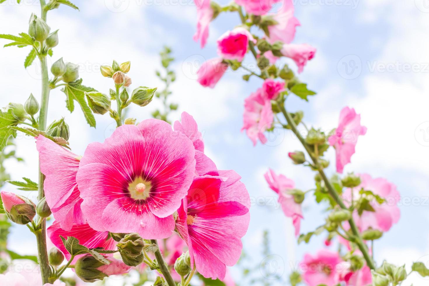 rosa Stockrose Blume in Thailand foto